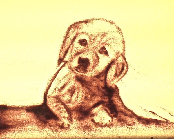 Von Urs Rudin mit Sand gemalter junger Hund